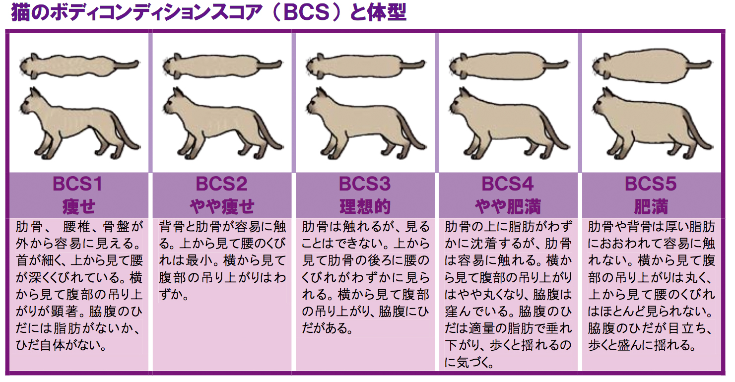 猫のボディコンディションスコア