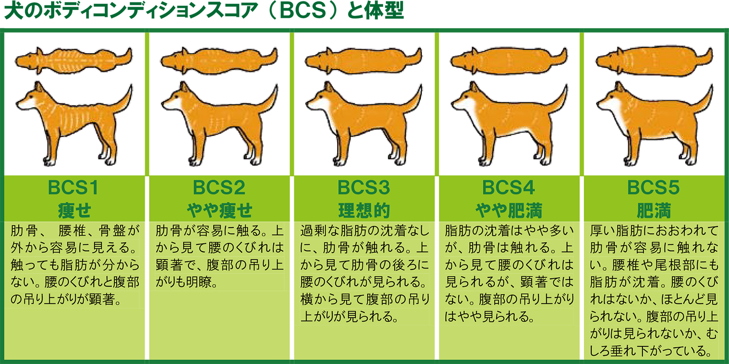 犬のボディコンディションスコア